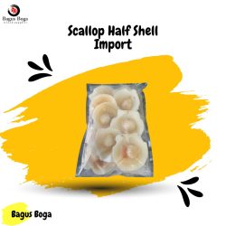 Scallop Half Shell Import (Copy)
