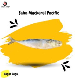 Saba Mackerel Pacific 300 - 400 Gram