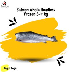 Salmon Whole Headless Frozen 4 KG